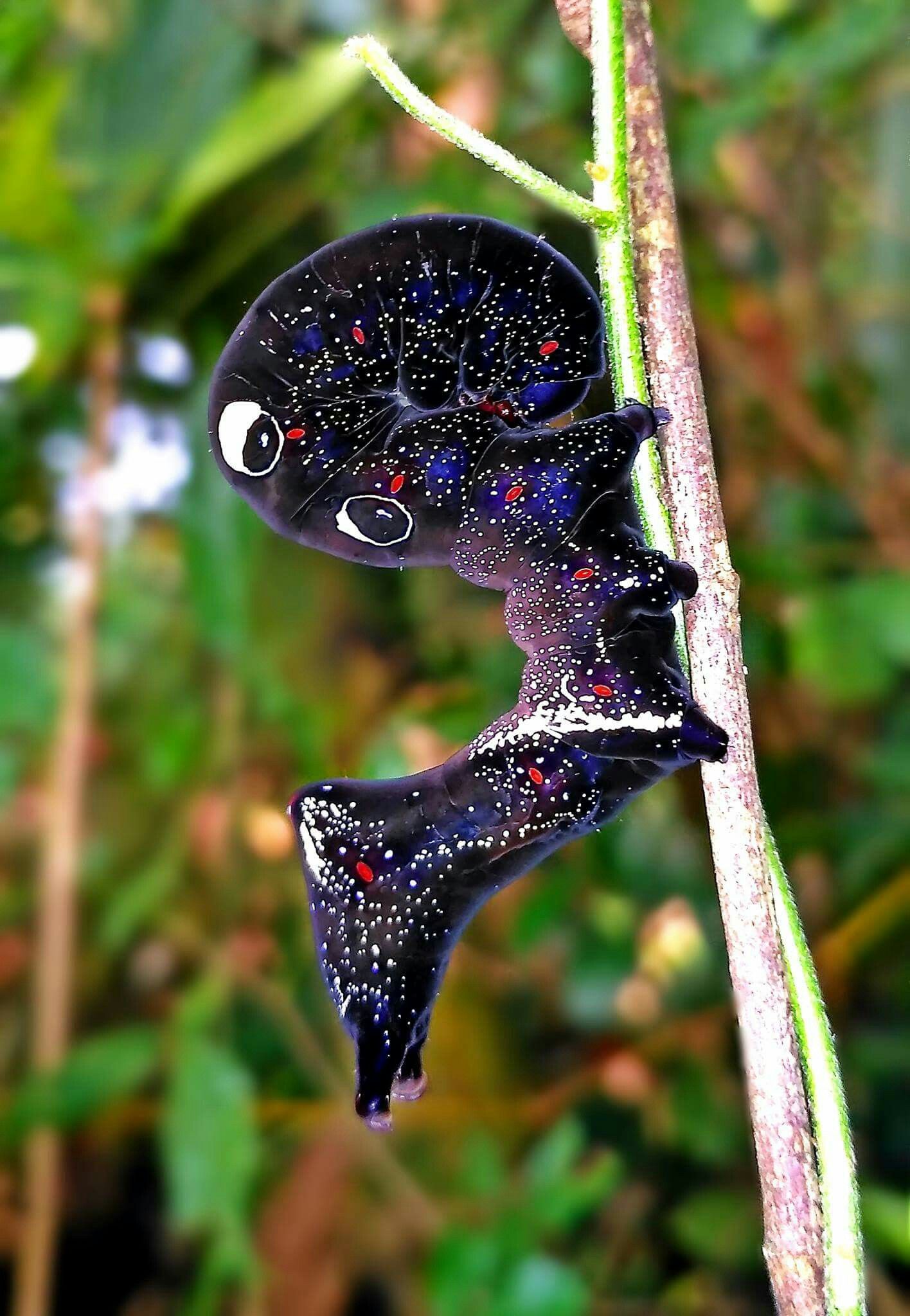 Eudocima