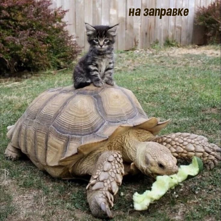 https://upforme.ru/uploads/0019/3c/8c/3163/116982.jpg