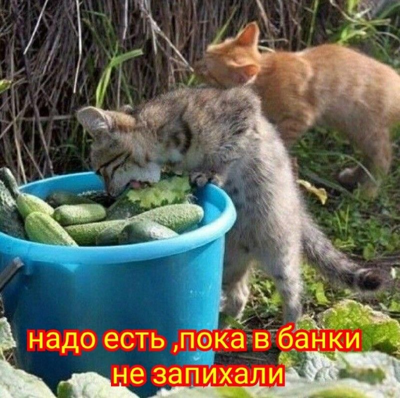 https://upforme.ru/uploads/0019/3c/8c/707/667820.jpg