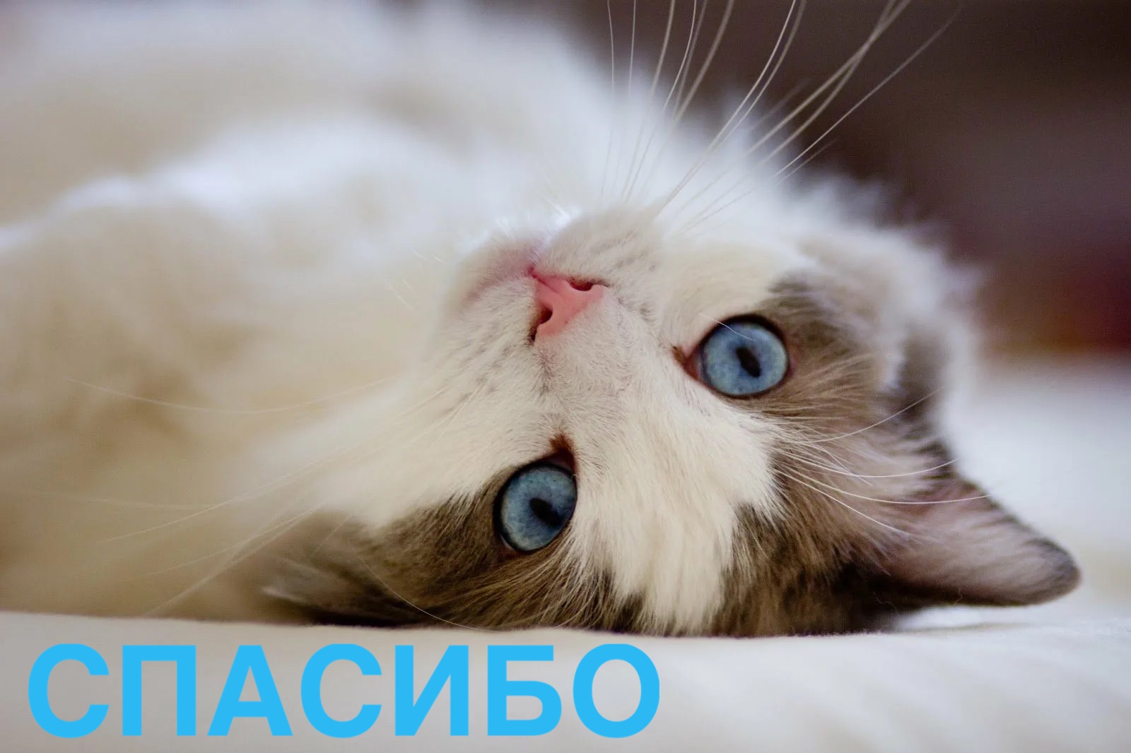 https://upforme.ru/uploads/0019/3c/8c/88/731555.jpg