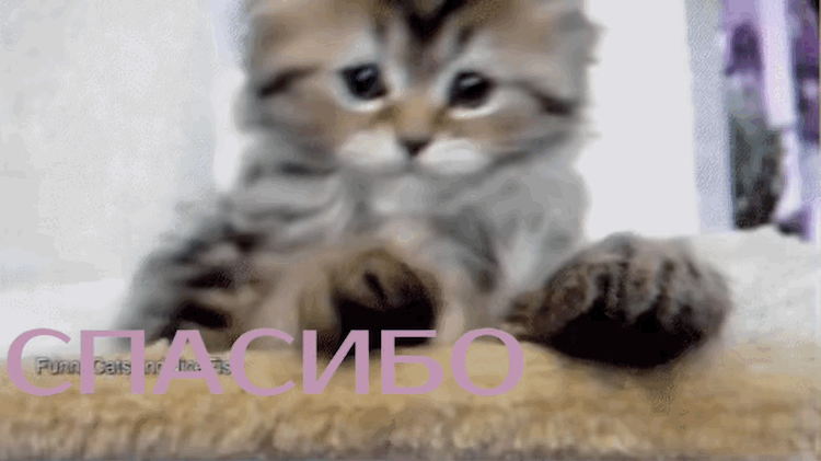 https://upforme.ru/uploads/0019/3c/8c/88/79735.gif