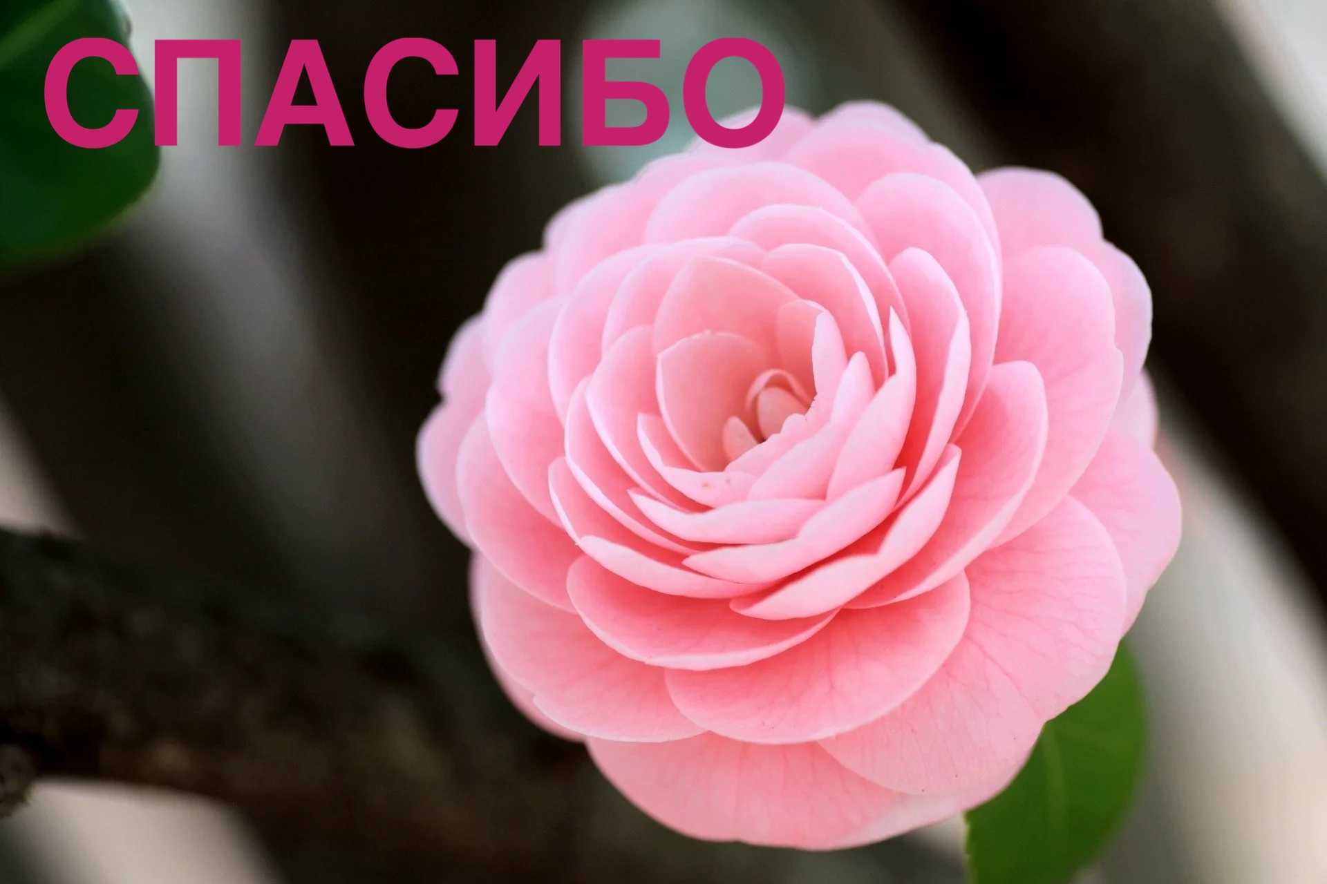 https://upforme.ru/uploads/0019/3c/8c/88/857493.jpg