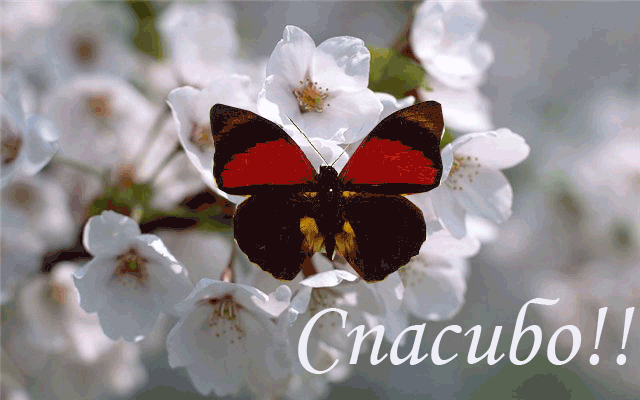 https://upforme.ru/uploads/0019/3c/8c/88/945578.gif