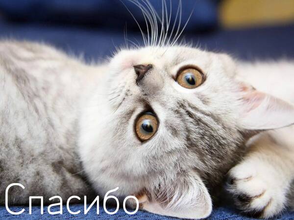https://upforme.ru/uploads/0019/3c/8c/88/t459412.jpg