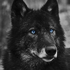 https://upforme.ru/uploads/0019/76/e9/3/80176.png