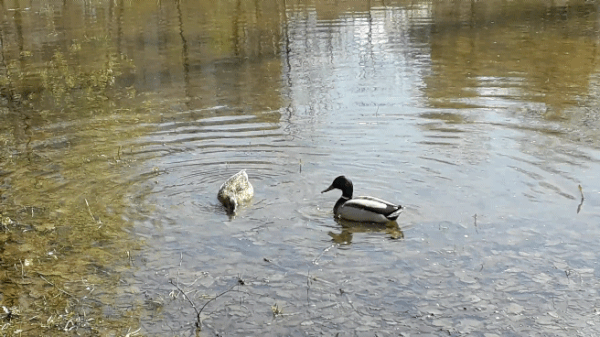 https://upforme.ru/uploads/0019/82/12/369/t363545.gif