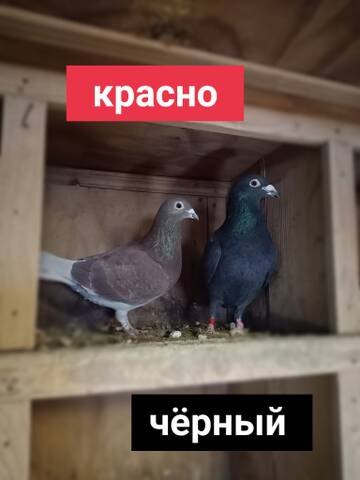 https://upforme.ru/uploads/0019/8b/76/107/t68907.jpg