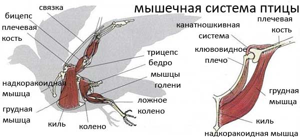 https://upforme.ru/uploads/0019/8b/76/2/220468.jpg