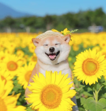 https://upforme.ru/uploads/0019/b5/94/330/t73601.png
