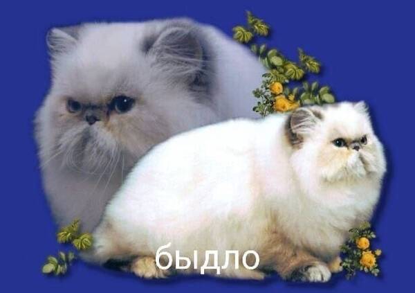 https://upforme.ru/uploads/0019/c7/e0/311/t337542.jpg