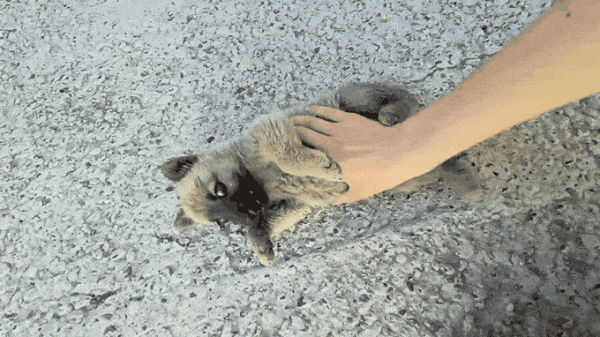 https://upforme.ru/uploads/0019/c7/e0/311/t763737.gif