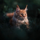 https://upforme.ru/uploads/0019/c8/05/1157/962953.jpg