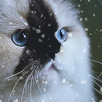 https://upforme.ru/uploads/0019/c8/05/22/15380.gif