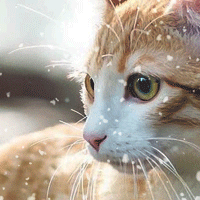 https://upforme.ru/uploads/0019/c8/05/22/38918.gif