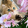 https://upforme.ru/uploads/0019/c8/05/398/405828.jpg