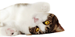 https://upforme.ru/uploads/0019/c8/05/461/931277.png