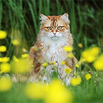 https://upforme.ru/uploads/0019/c8/05/474/83619.jpg