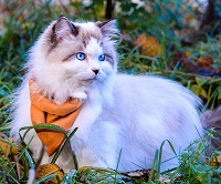 https://upforme.ru/uploads/0019/c8/05/571/t443432.jpg