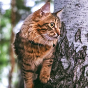 https://upforme.ru/uploads/0019/c8/05/656/786275.png