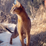 https://upforme.ru/uploads/0019/c8/05/684/t15961.jpg