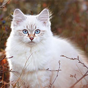 https://upforme.ru/uploads/0019/c8/05/691/952345.jpg