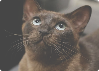 https://upforme.ru/uploads/0019/c8/05/726/t263087.png