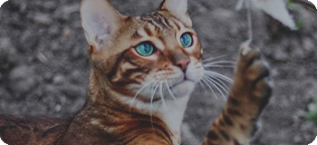 https://upforme.ru/uploads/0019/c8/05/726/t53404.png
