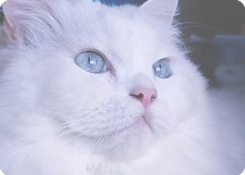https://upforme.ru/uploads/0019/c8/05/726/t97199.png