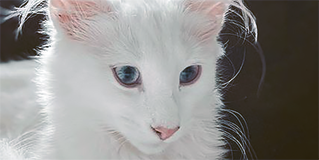 https://upforme.ru/uploads/0019/c8/05/796/550983.png