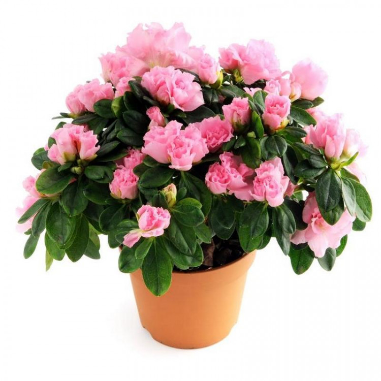 https://upforme.ru/uploads/0019/d2/d8/256/557851.jpg