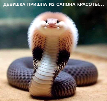 https://upforme.ru/uploads/0019/d2/d8/271/t171516.png