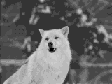 https://upforme.ru/uploads/0019/d5/79/75/t305323.gif