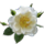 https://upforme.ru/uploads/0019/f2/49/84/258152.png