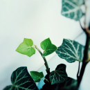 https://upforme.ru/uploads/0019/f3/4b/26/990470.png