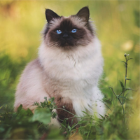 https://upforme.ru/uploads/0019/f3/4b/29/71261.png