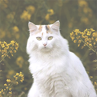https://upforme.ru/uploads/0019/f3/4b/3/968794.png