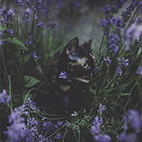 https://upforme.ru/uploads/0019/f3/4b/4/637168.png