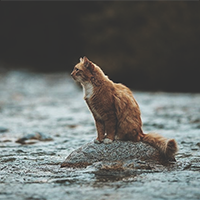 https://upforme.ru/uploads/0019/f3/4b/4/970057.png