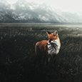 https://upforme.ru/uploads/0019/f3/4b/73/895364.png