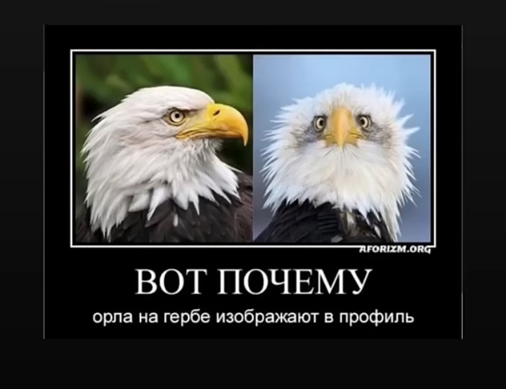https://upforme.ru/uploads/001a/00/cb/43/875782.jpg