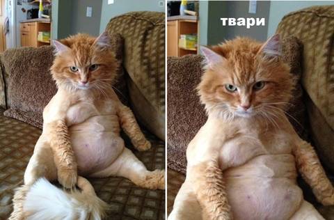 https://upforme.ru/uploads/001a/00/cb/698/t367903.jpg