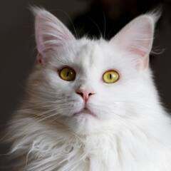 https://upforme.ru/uploads/001a/0f/73/103/t245523.jpg
