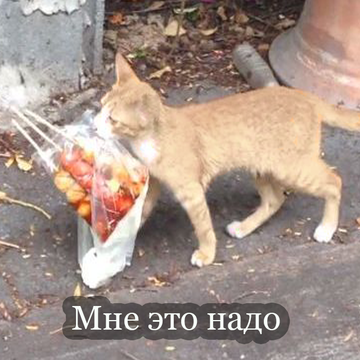 https://upforme.ru/uploads/001a/0f/73/125/t477778.png