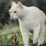 https://upforme.ru/uploads/001a/0f/73/13/614513.png