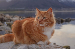 https://upforme.ru/uploads/001a/0f/73/14/278154.png