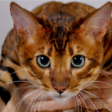 https://upforme.ru/uploads/001a/0f/73/14/t218699.png