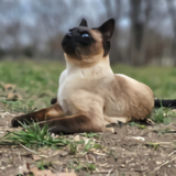 https://upforme.ru/uploads/001a/0f/73/14/t455628.png