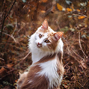 https://upforme.ru/uploads/001a/0f/73/2/785964.png