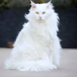 https://upforme.ru/uploads/001a/0f/73/23/t822409.png