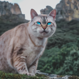 https://upforme.ru/uploads/001a/0f/73/50/t832443.png